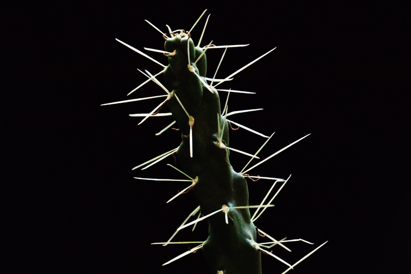 Jumping cholla cactus